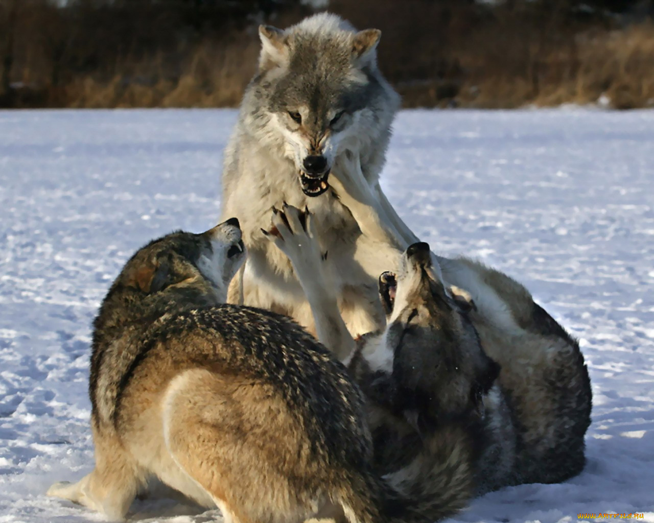 Охота на лису волка. Картинки Волков. Стая Волков. Волк в дикой природе.